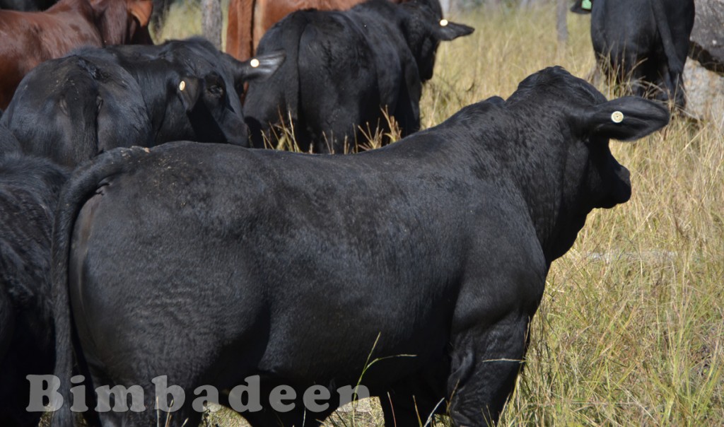 weaners_3473