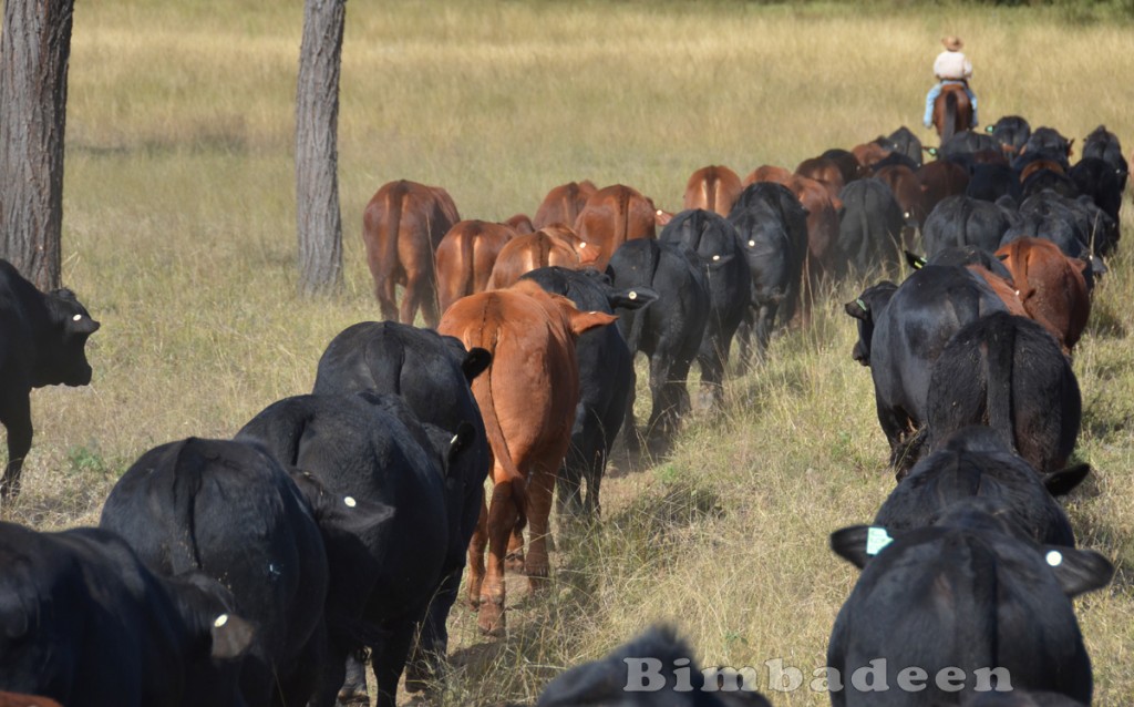 weaners_3487